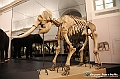 VBS_0951 - Riapre il Museo di Scienze Naturali dopo dieci anni di chiusura